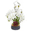 Phalaenopsis Orchid and Succulent Artificial Arrangement