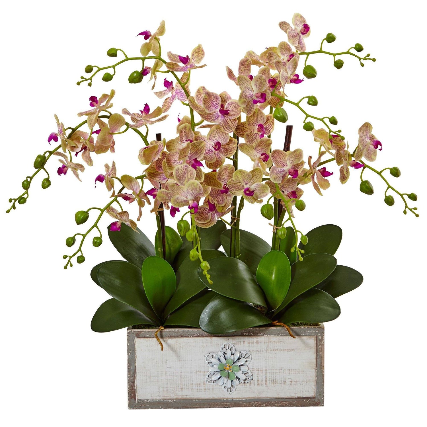 Phalaenopsis Orchid Arrangement in Decorative Wood Vase