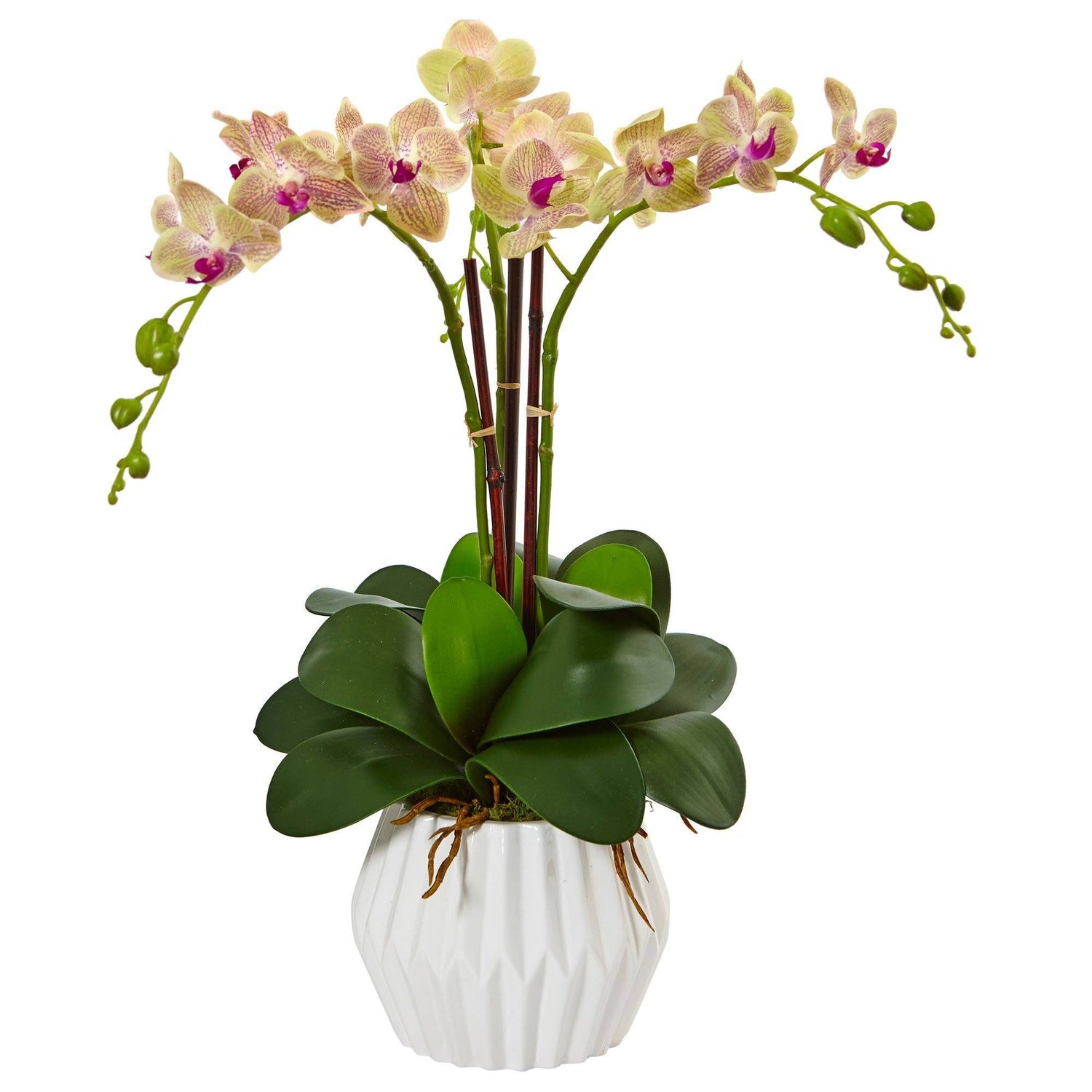 White Phalaenopsis Orchid - Empty Vase Floral Arrangement