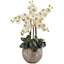 Phalaenopsis Orchid Arrangement with Sand Colored Bowl