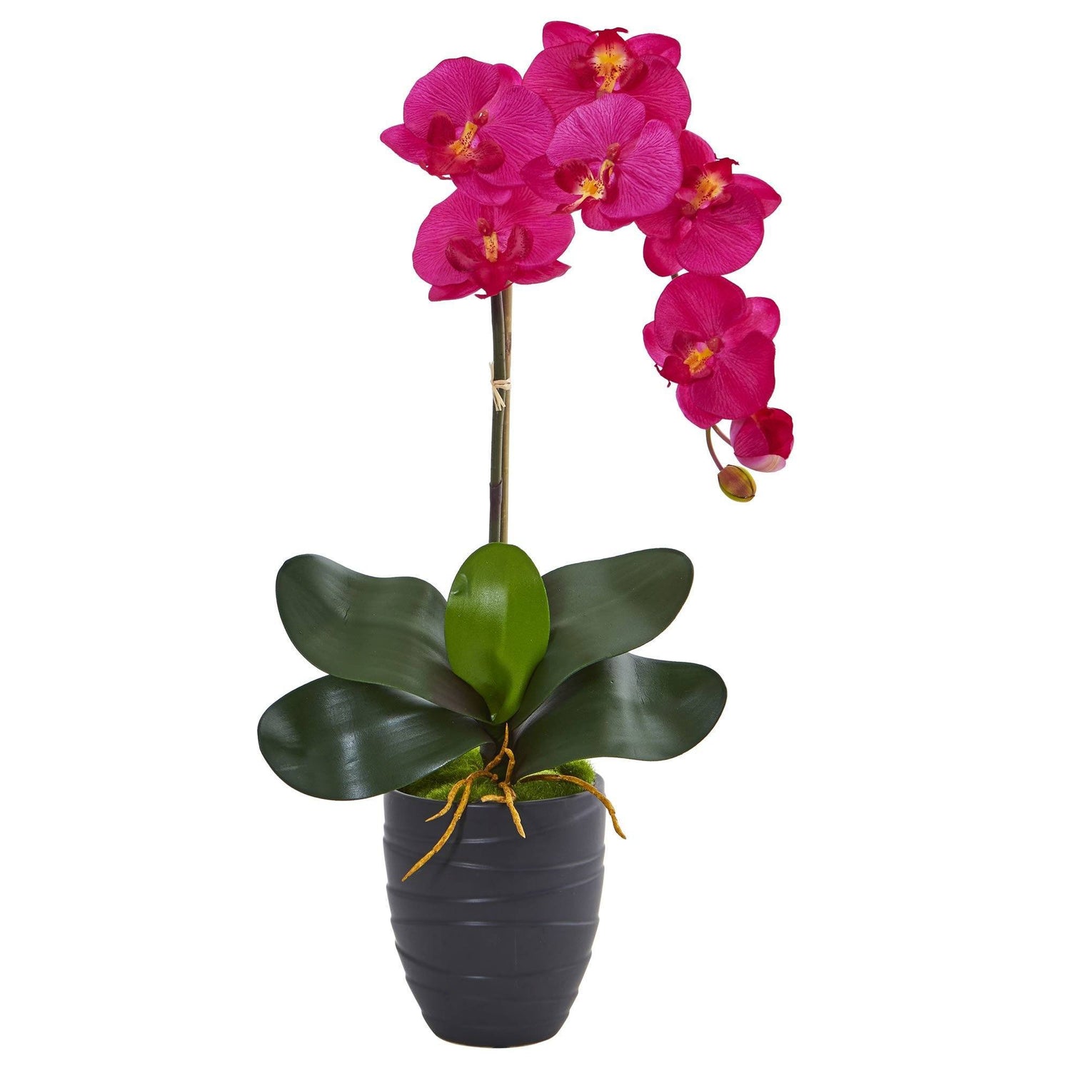 Phalaenopsis Orchid in Black Vase