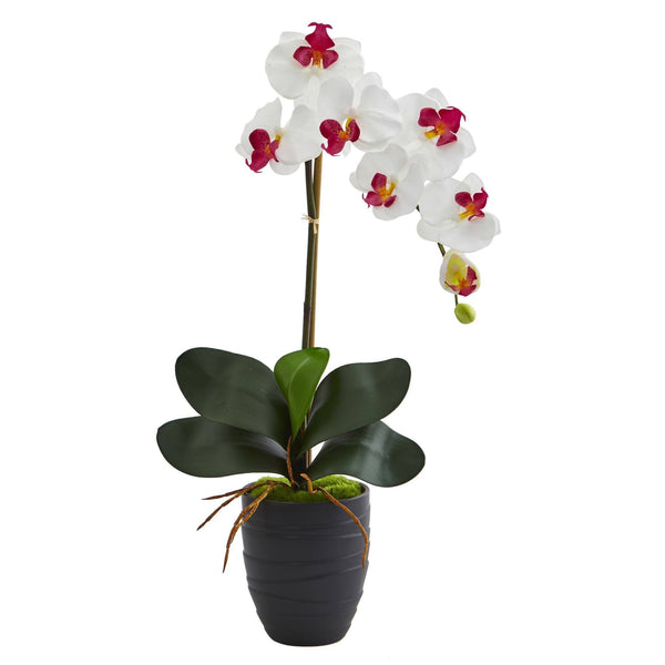 Phalaenopsis Orchid in Black Vase