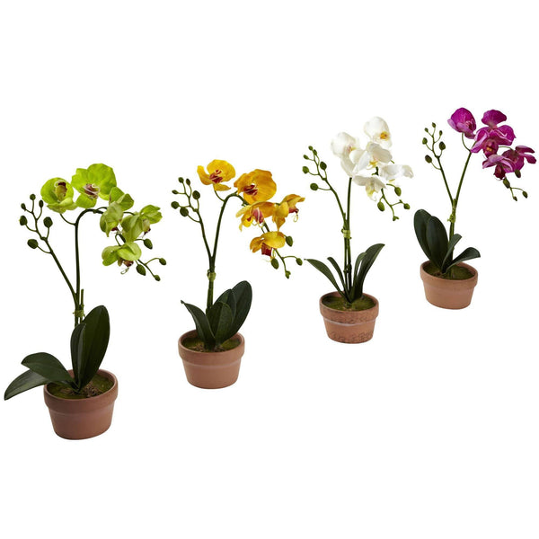 Phalaenopsis Orchid w/Clay Vase (Set of 4)