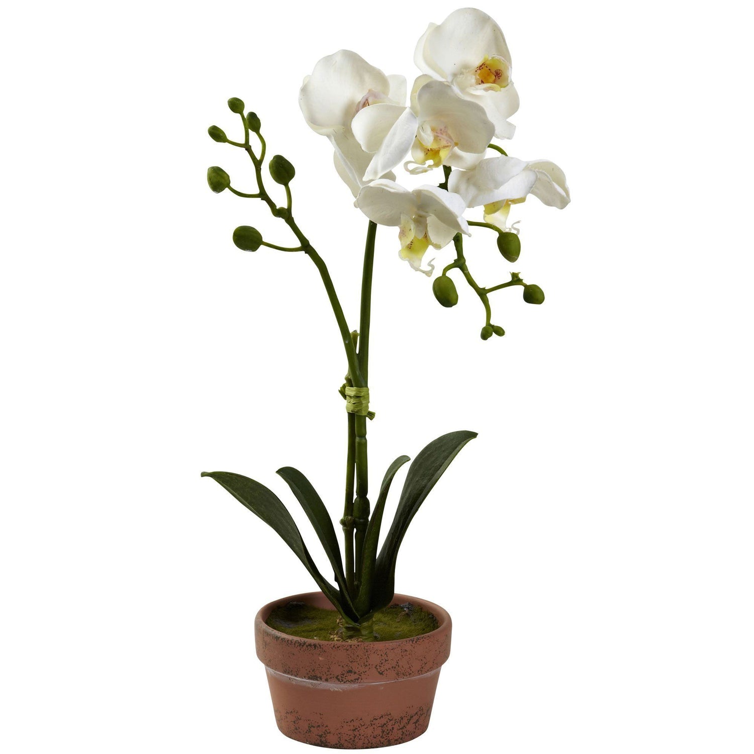 Phalaenopsis Orchid w/Clay Vase (Set of 4)