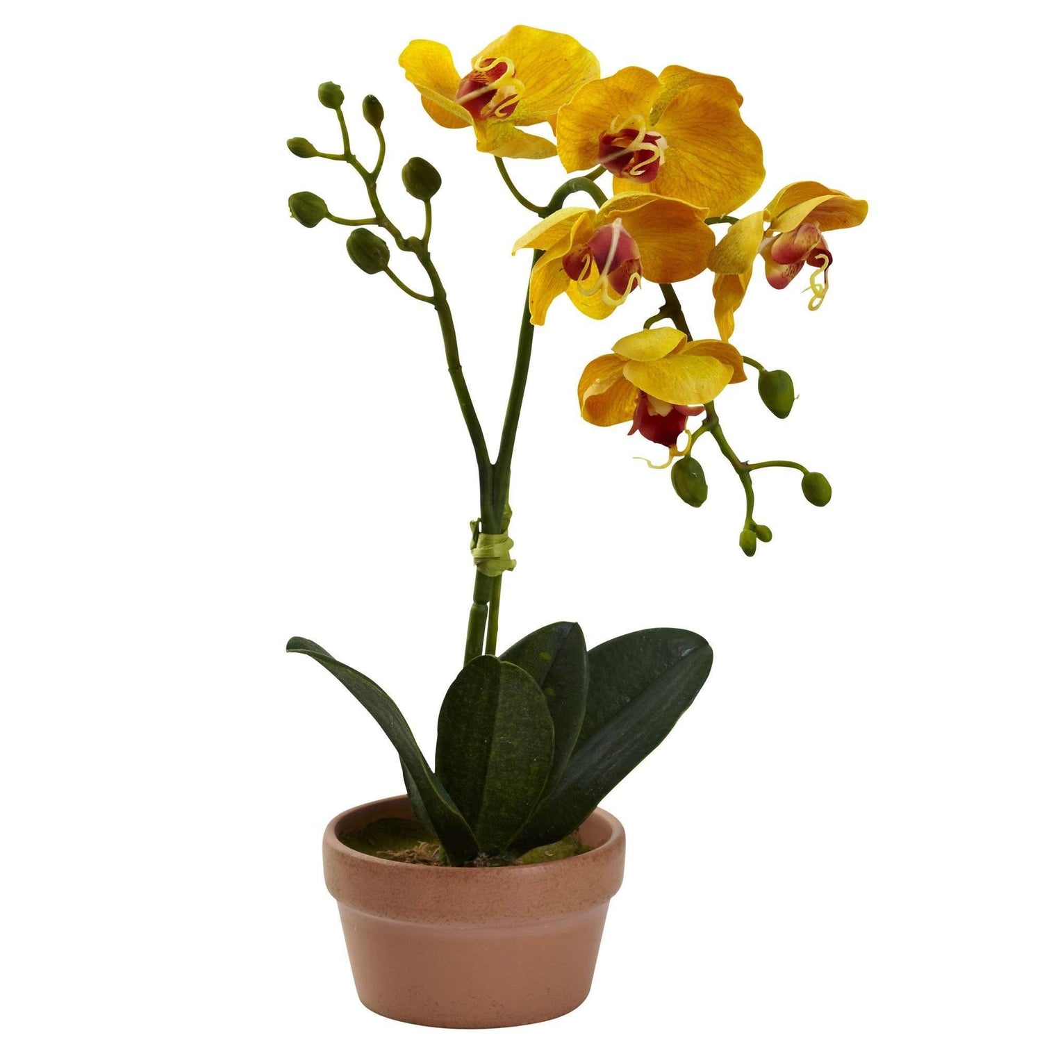 Phalaenopsis Orchid w/Clay Vase (Set of 4)