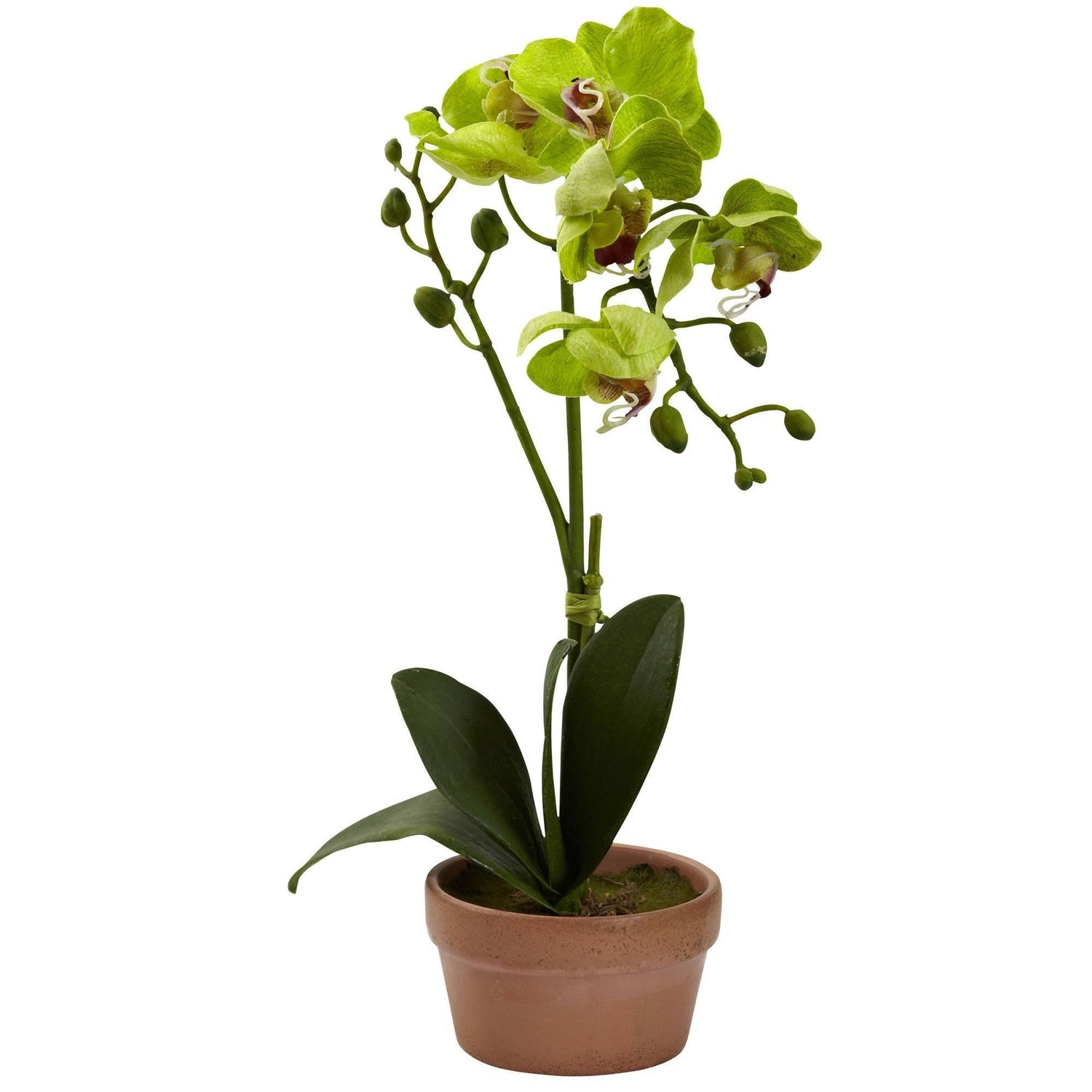 Phalaenopsis Orchid w/Clay Vase (Set of 4)