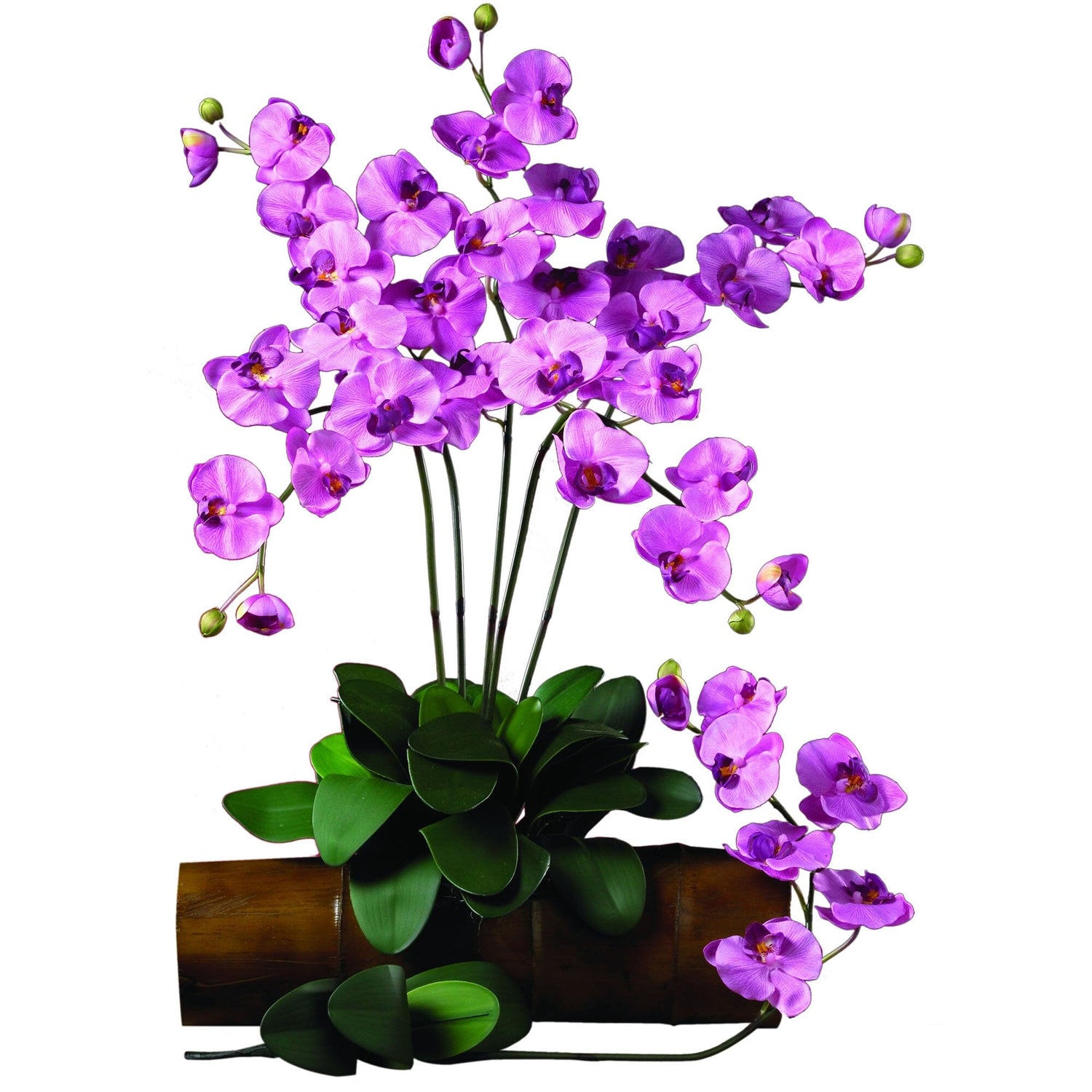 Plante Naturel Orchidée Phalaenopsis Varie Avec Quadrato Ø6