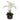 Phalaenopsis w/Decorative Vase Silk Flower Arrangement
