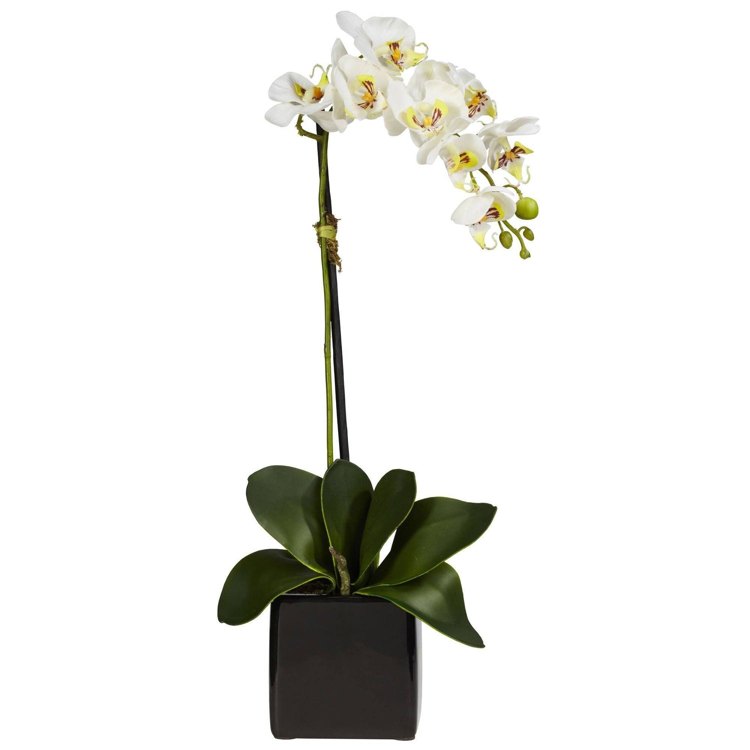 Phaleanopsis Orchid w/Black Vase Silk Arrangement (Set of 2)