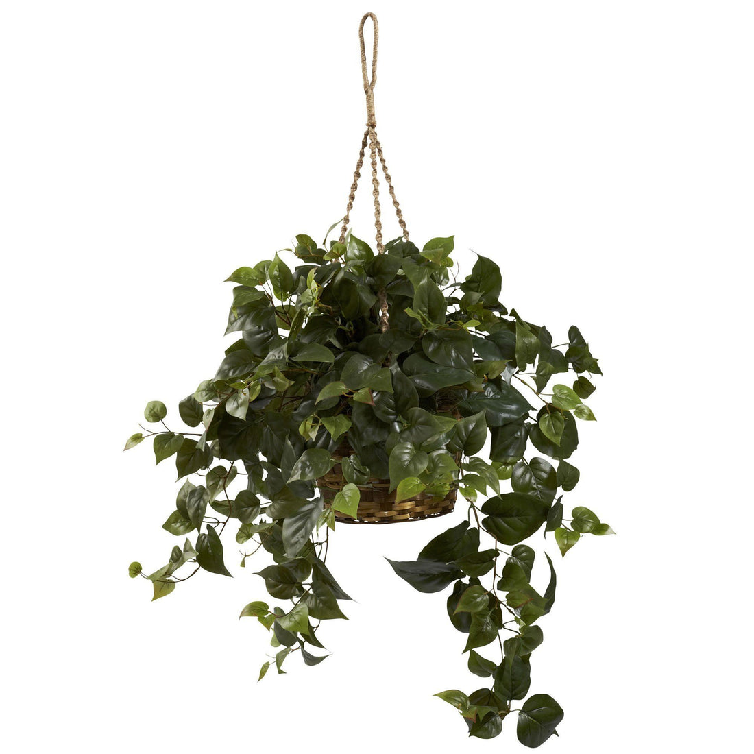 lush hanging plants Philo Hanging Basket