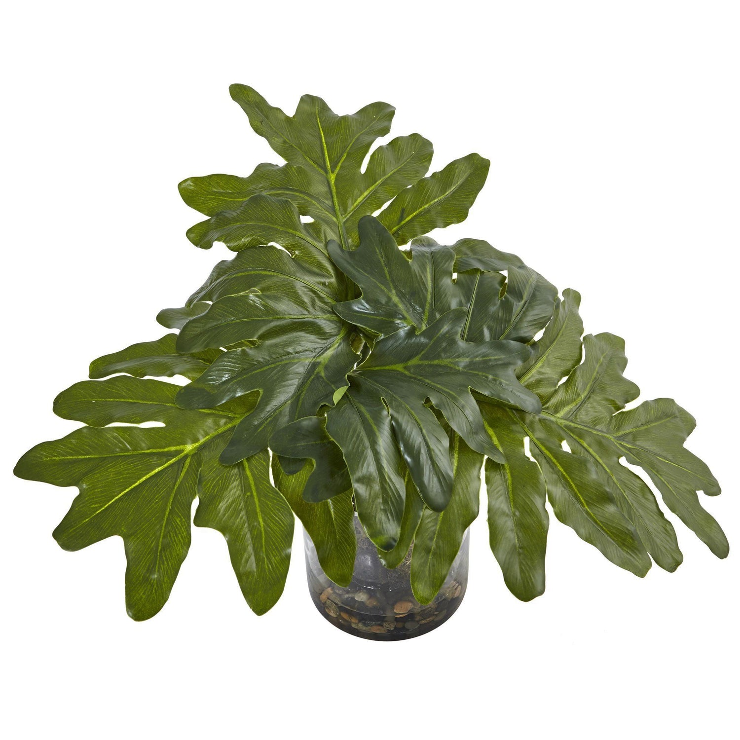 Philodendron Arrangement with Vase
