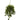 Philodendron Hanging Basket UV Resistant (Indoor/Outdoor)
