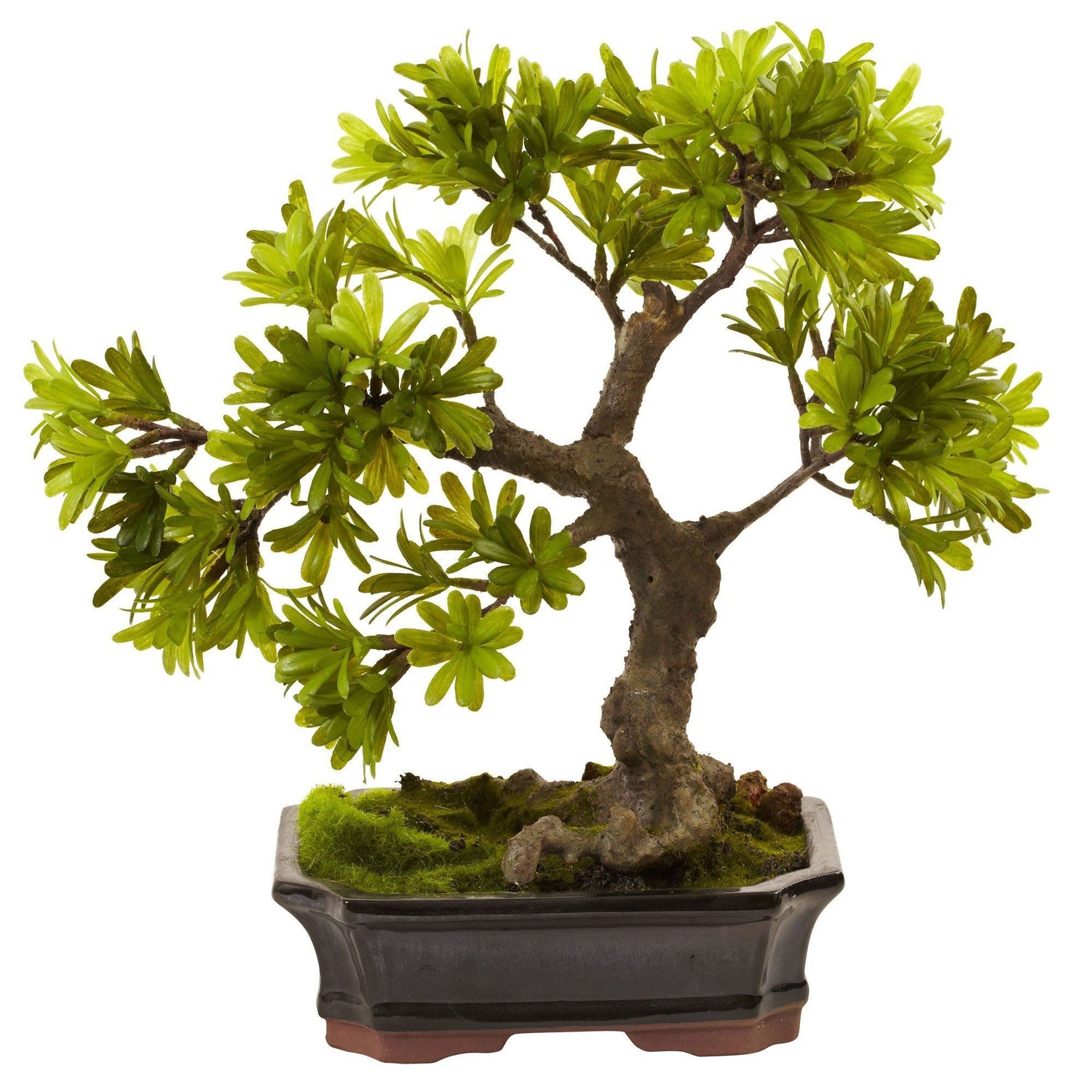 Podocarpus w/Mossed Bonsai Planter