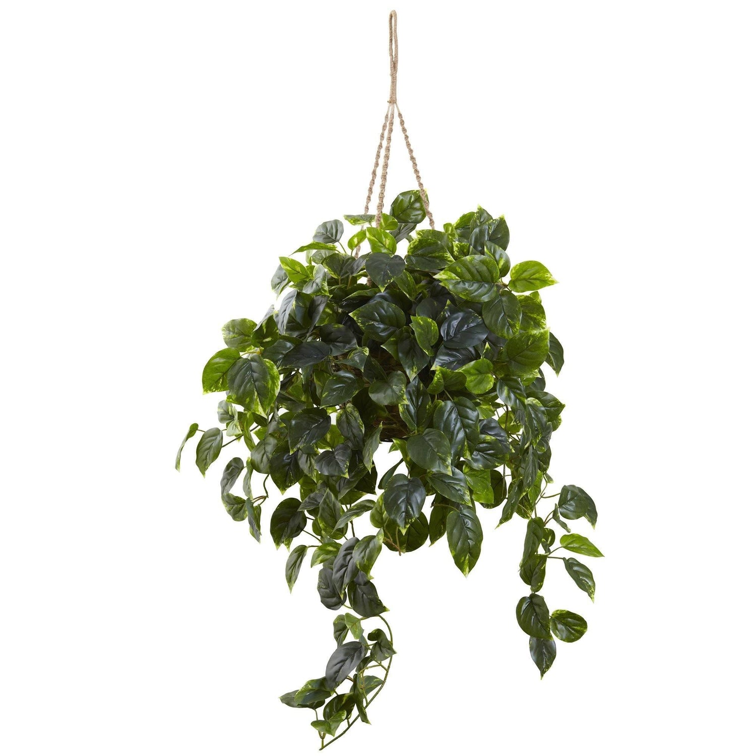 Pothos Hanging Basket UV Resistant (Indoor/Outdoor)