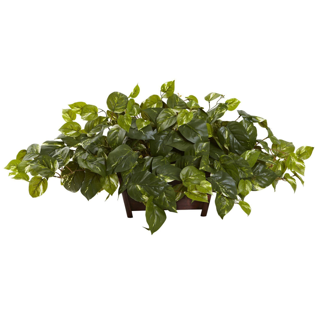 nancy pothos Pothos w/Rectangle Decorative Planter