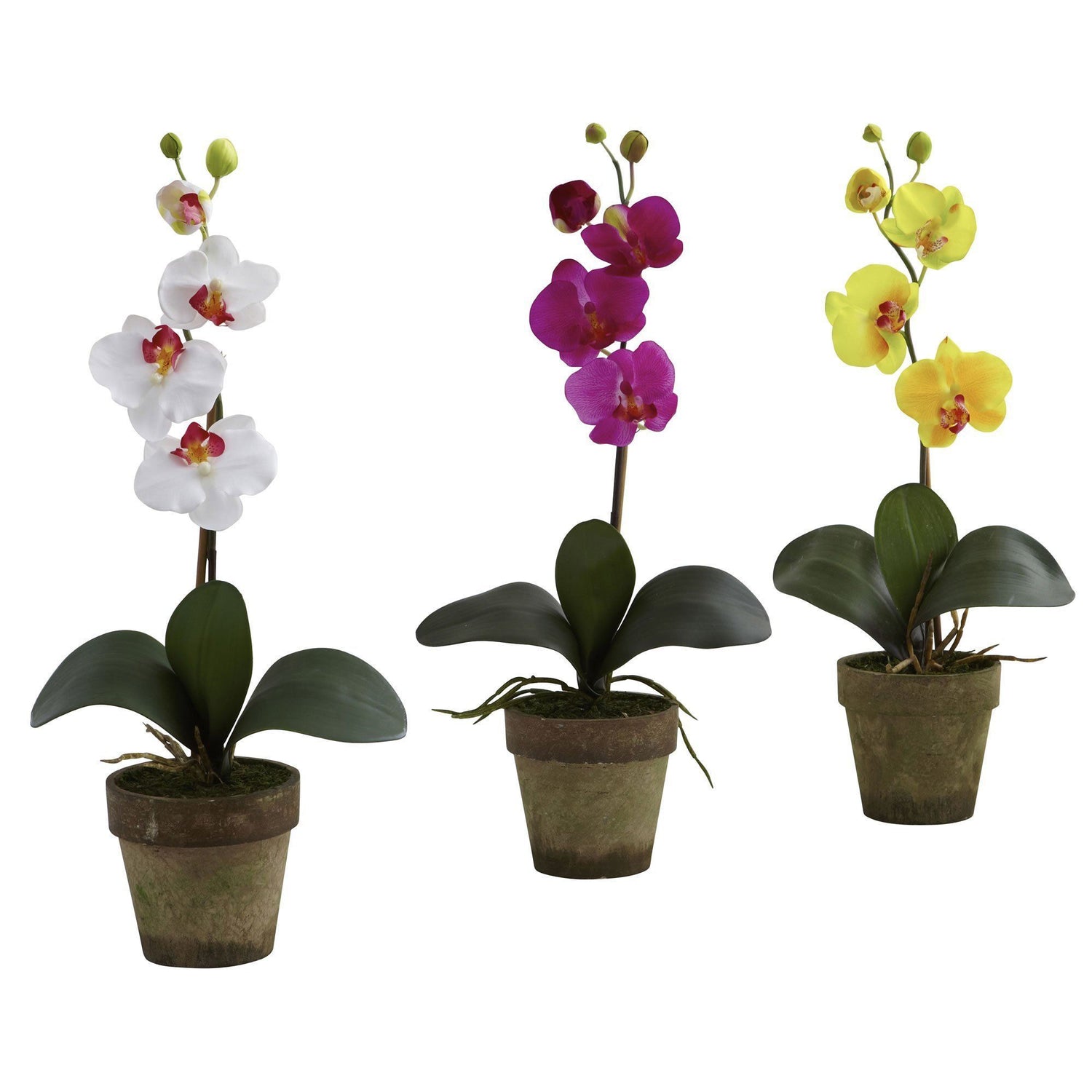 Potted Phalaenopsis (Set of 3)