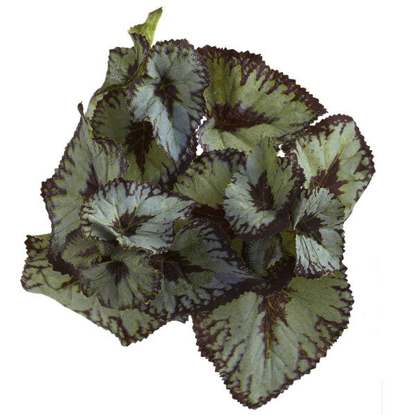 Rex Begonia Artificial Bush (Set of 12)