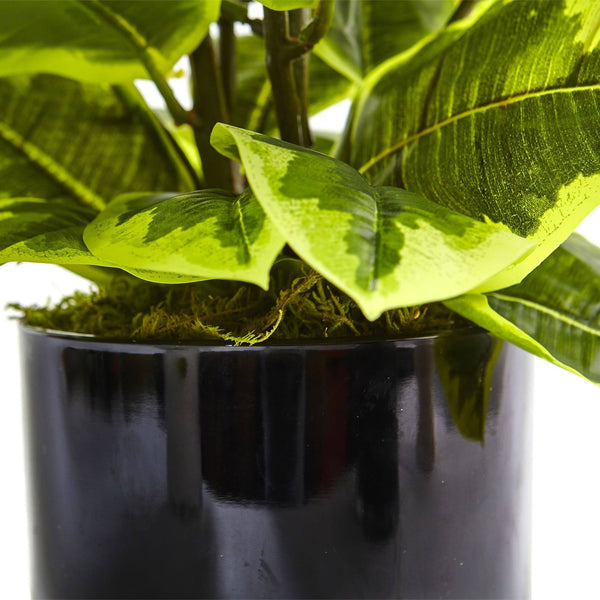 Rubber Plant in Glossy Cylinder (Real Touch)