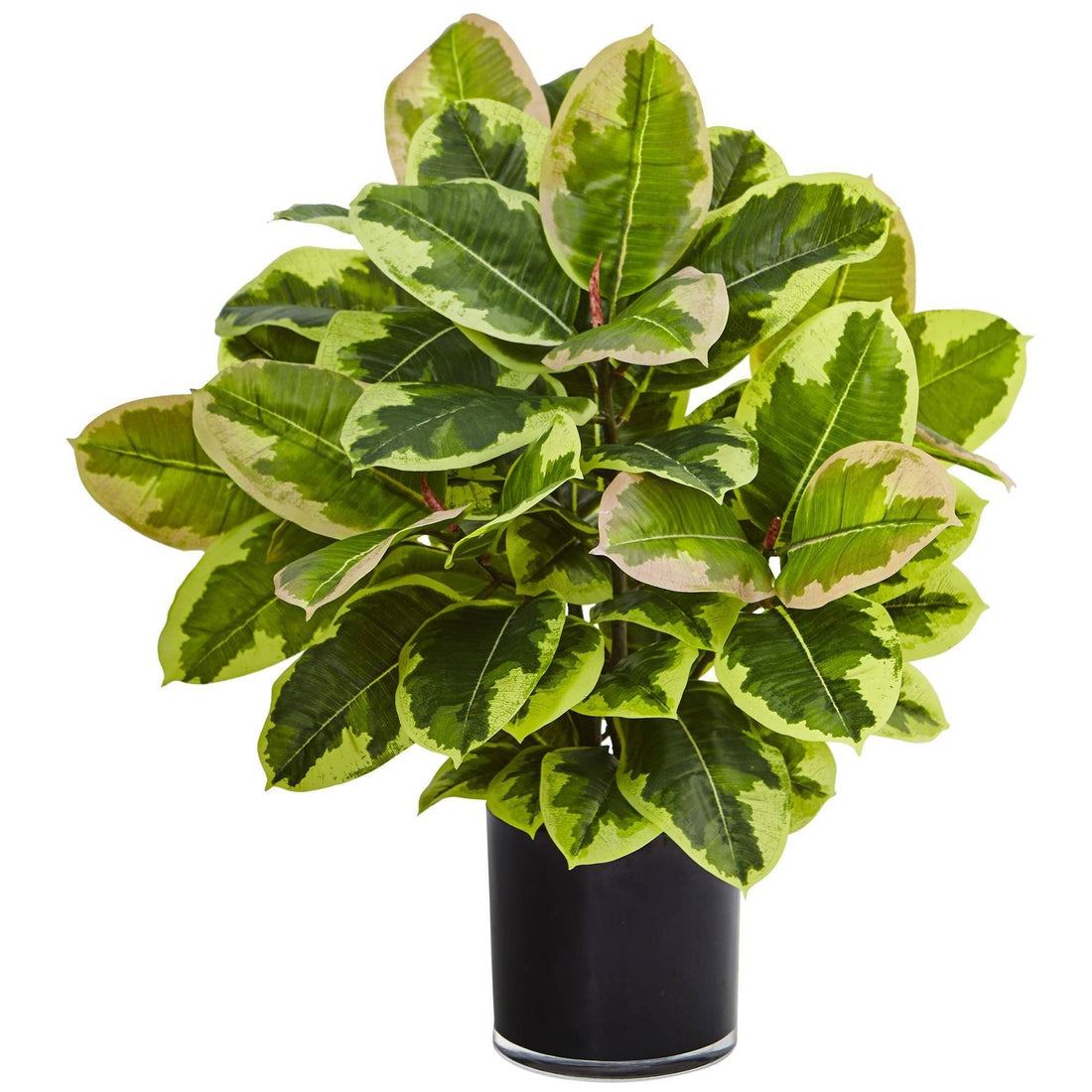 faux variegated rubber tree Rubber Plant in Glossy Cylinder (Real Touch)