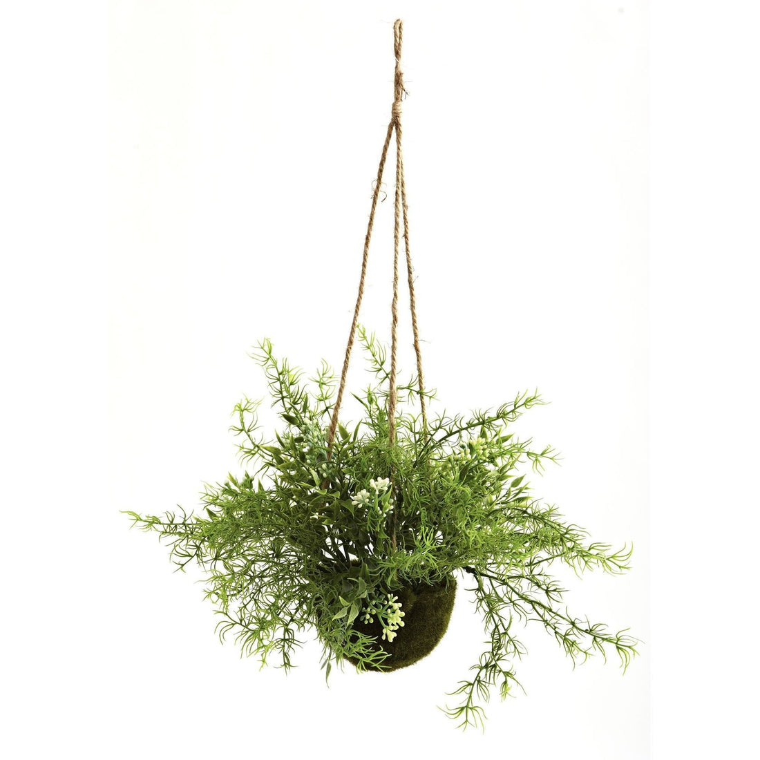 hanging plant ornament Ruscus, Sedum & Springeri Hanging Basket (Set of 3)