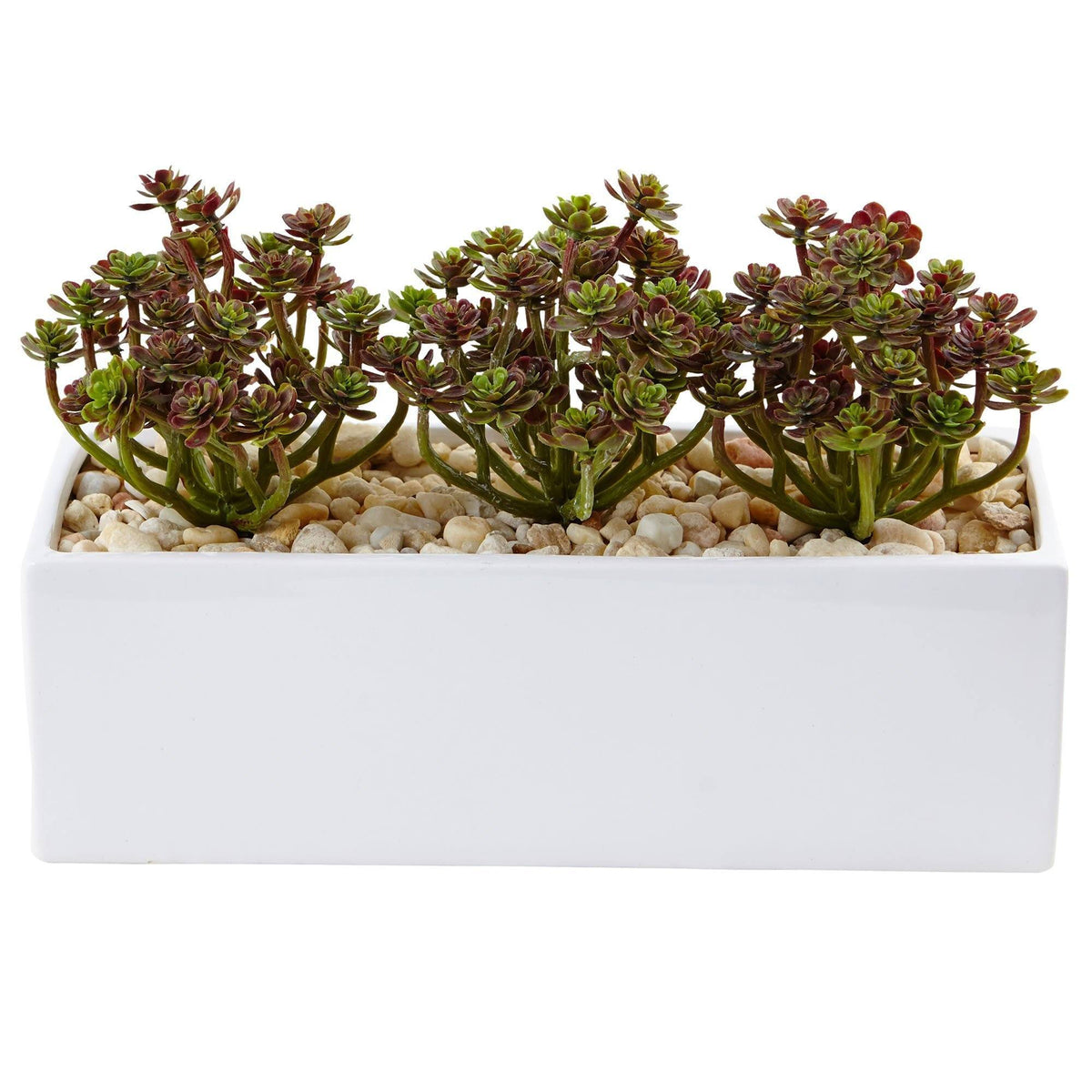 rectangular white planter succulent Sedum in Rectangular Planter