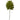 Selloum Philo Single Leaf Stem (Set of 12)