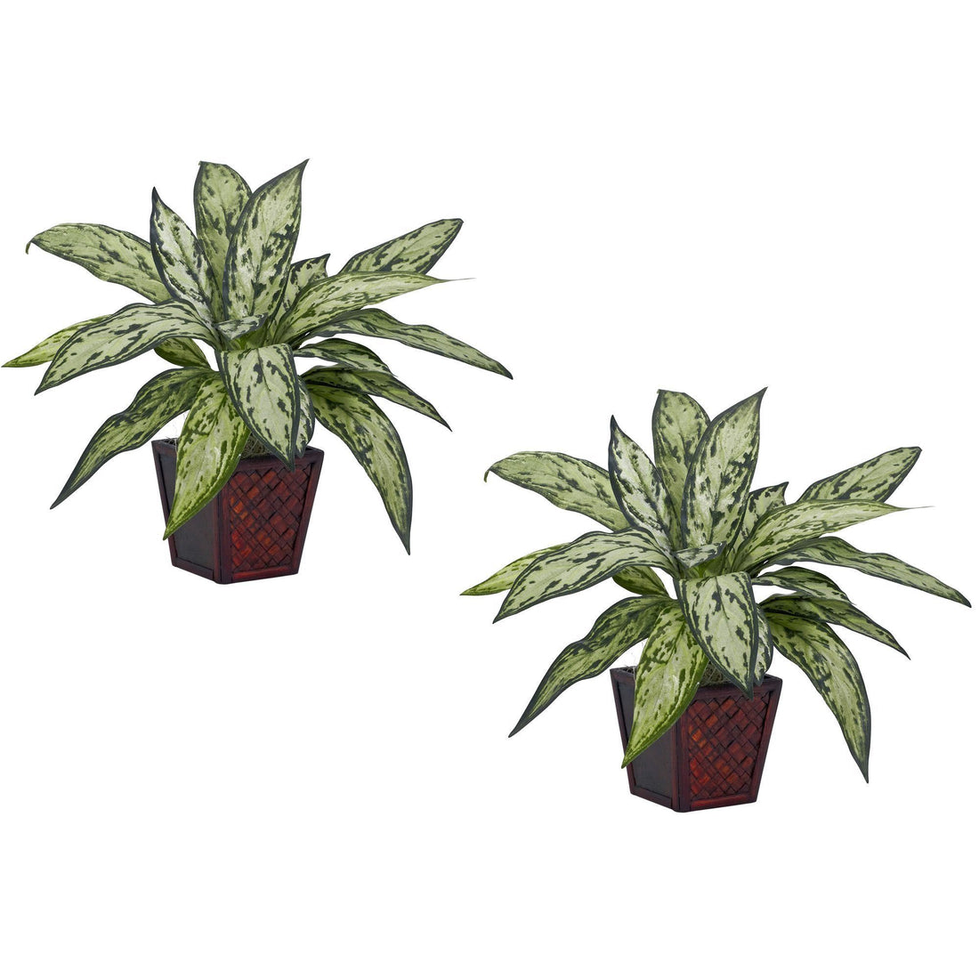 silver queen house plant Silver Queen Silk Plant (Set of 2)