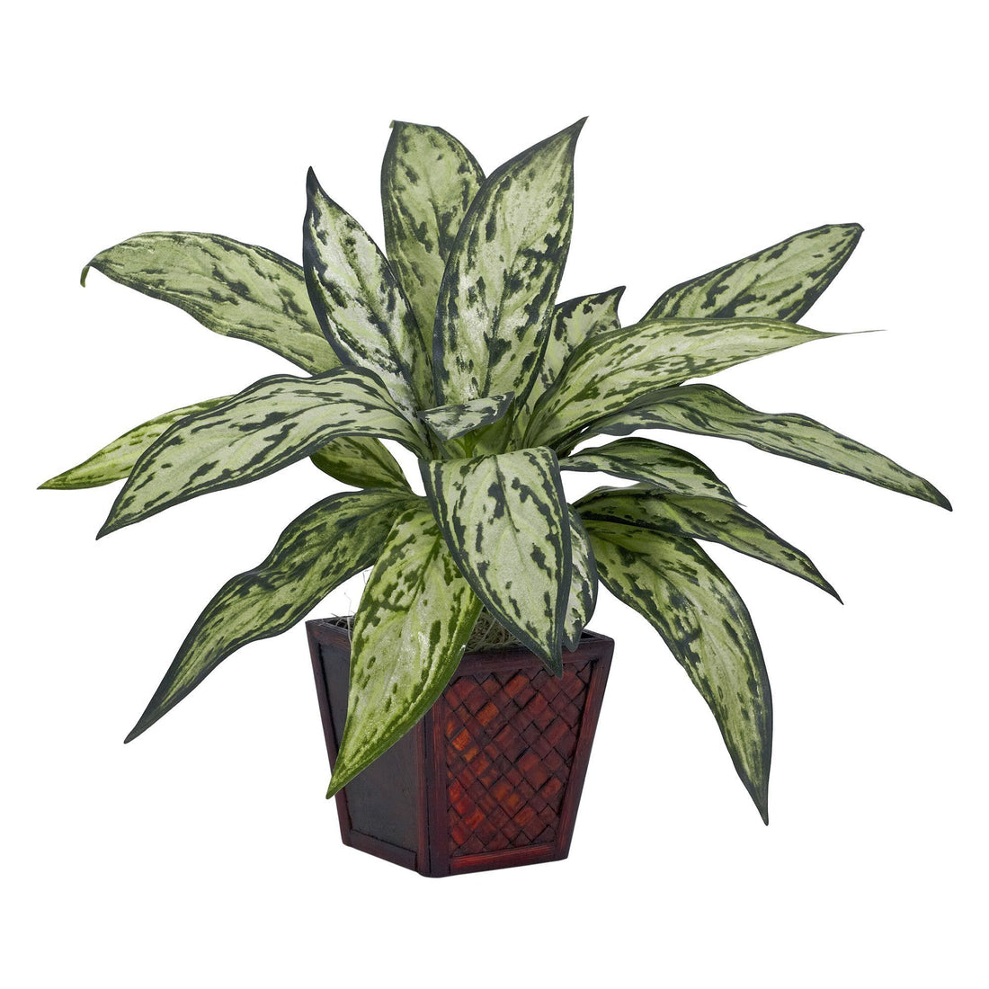 silver queen house plant Silver Queen Silk Plant (Set of 2)