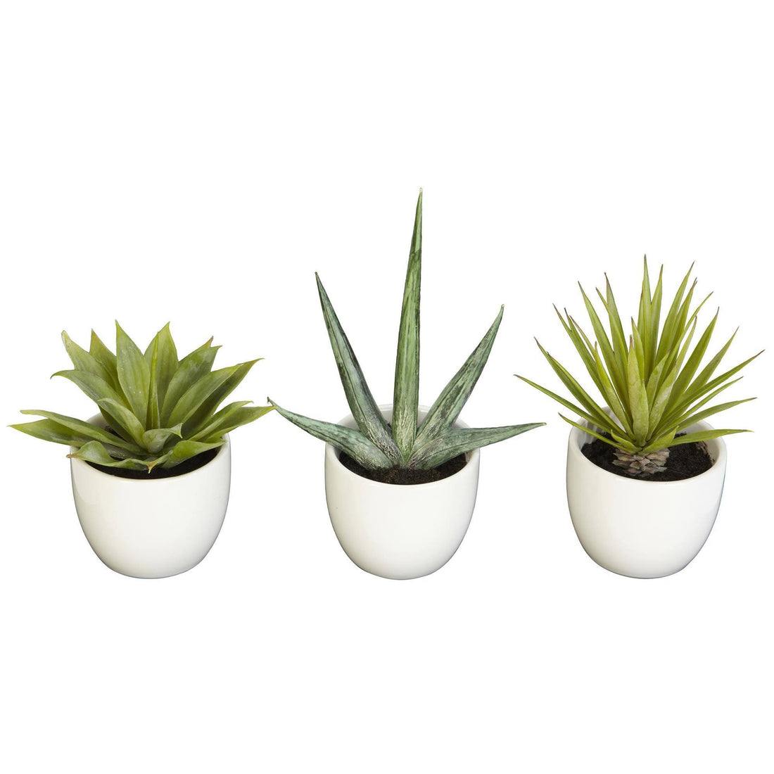 succulent sw Southwest Collection (Set of 3)