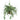 Spider Hanging Basket Silk Plant