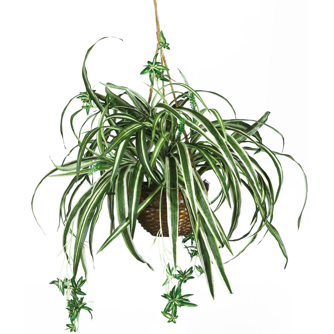 hanging silk plants Spider Hanging Basket Silk Plant