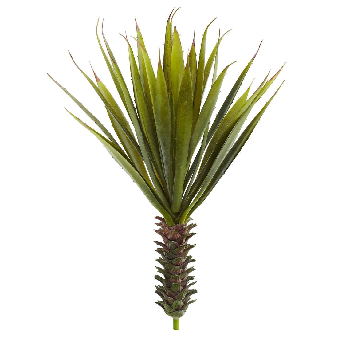 succulent with spiky leaves Spiky Agave Succulent Plant (Set of 2)