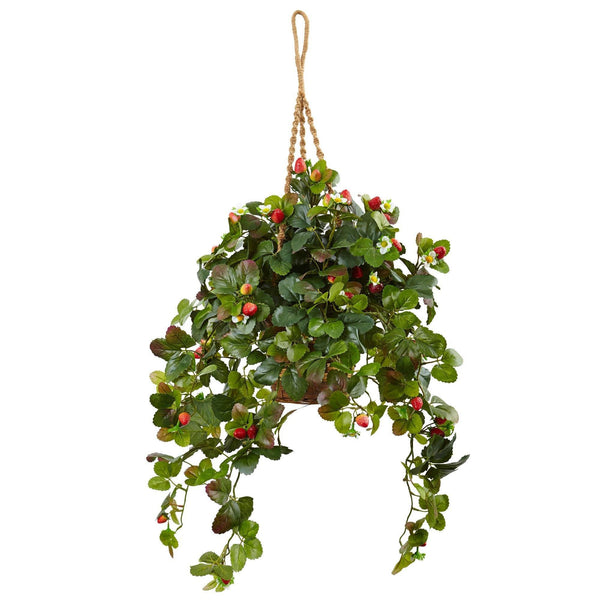Strawberry Bush in Hanging Basket