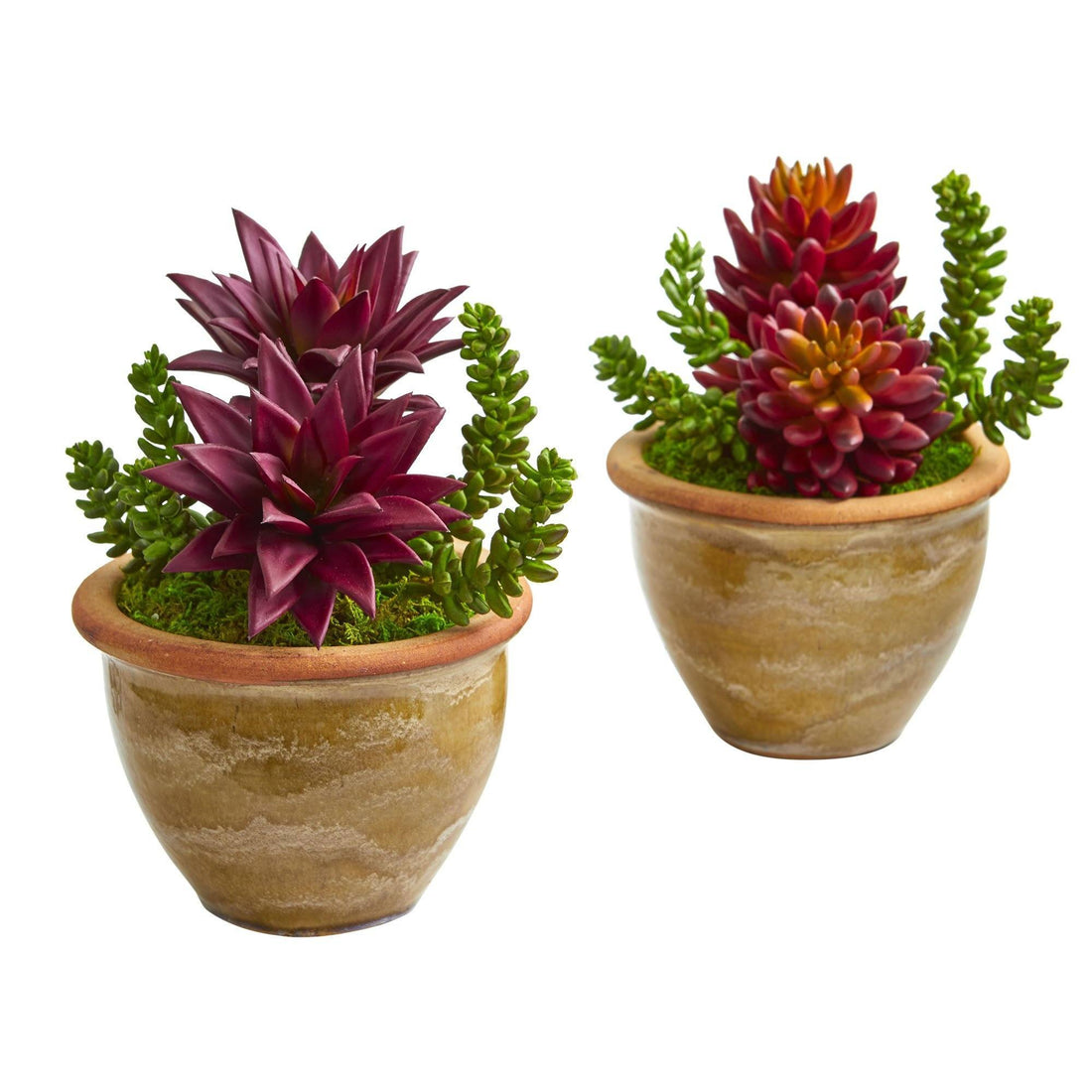 soothing succulent plant Succulent Artificial Plant in Ceramic Planter (Set of 2)