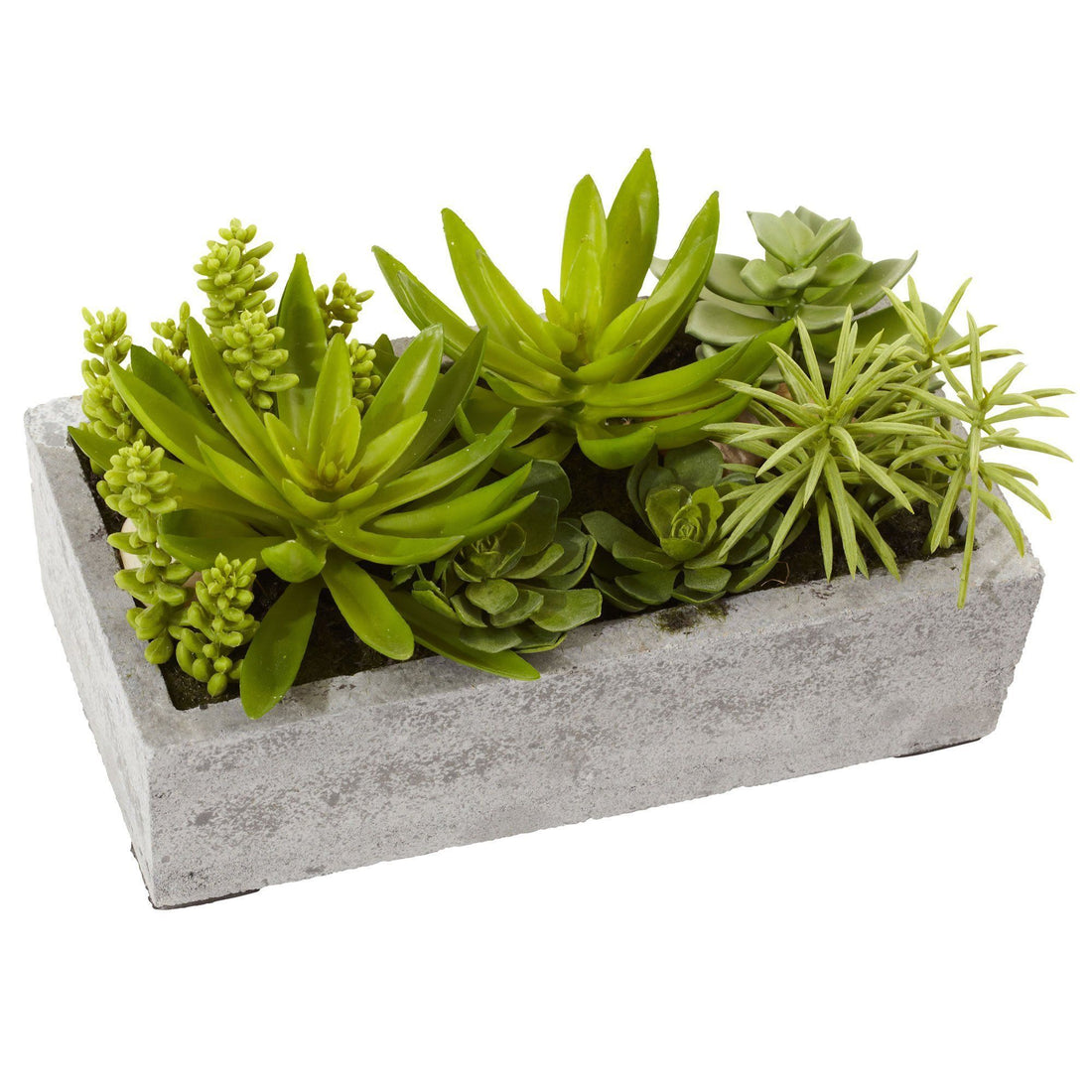 flat succulent planter Succulent Garden w/Concrete Planter