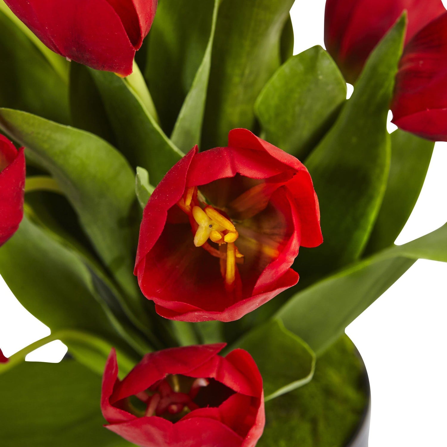 Tulips in Black Glossy Cylinder