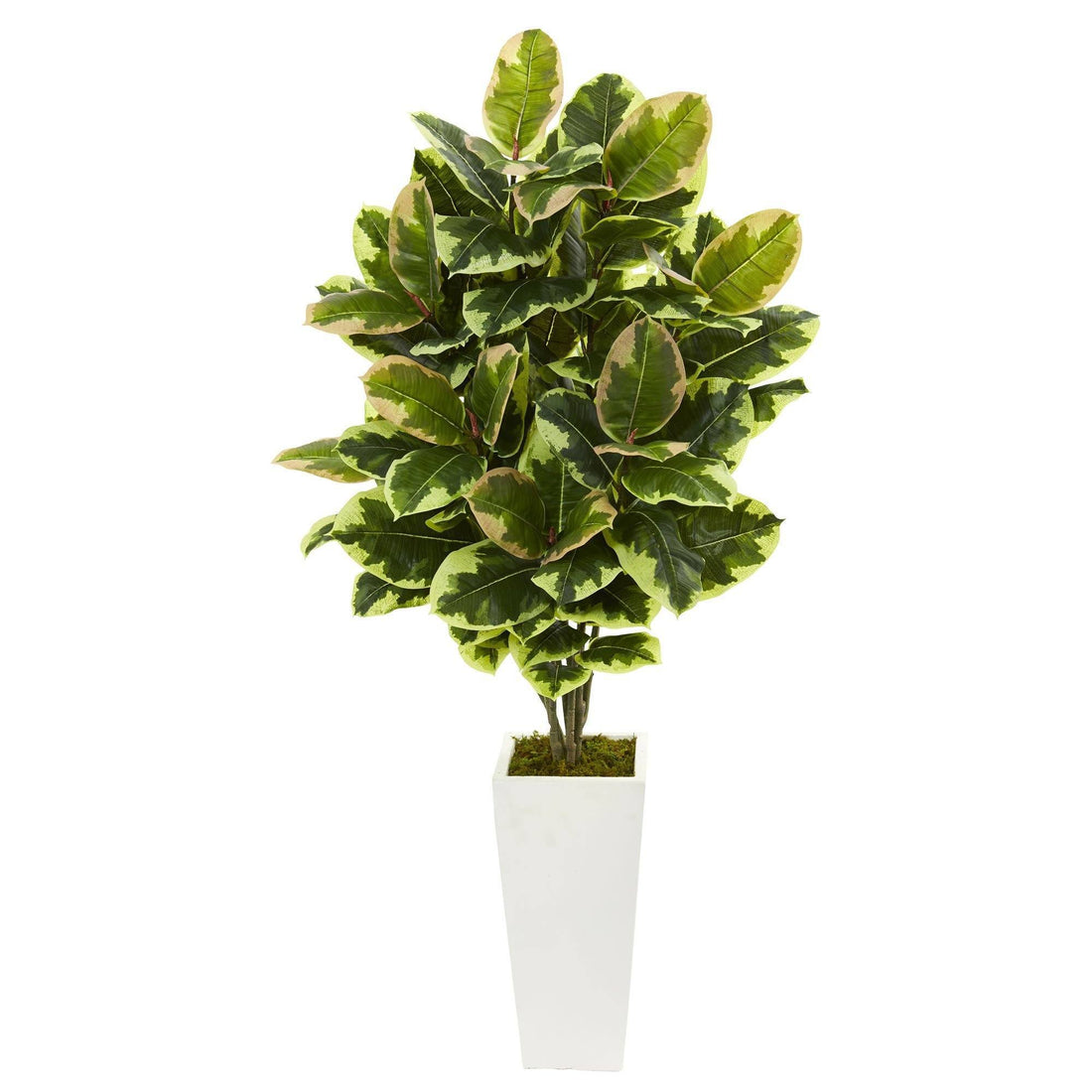 faux variegated rubber tree Variegated Rubber Leaf Artificial Plant in White Tower Vase