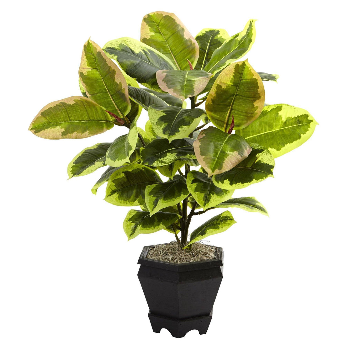 faux variegated rubber tree Variegated Rubber Leaf with Planter