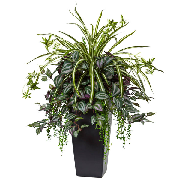 dark spider plant Wandering Jew and Spider Plant in Black Planter