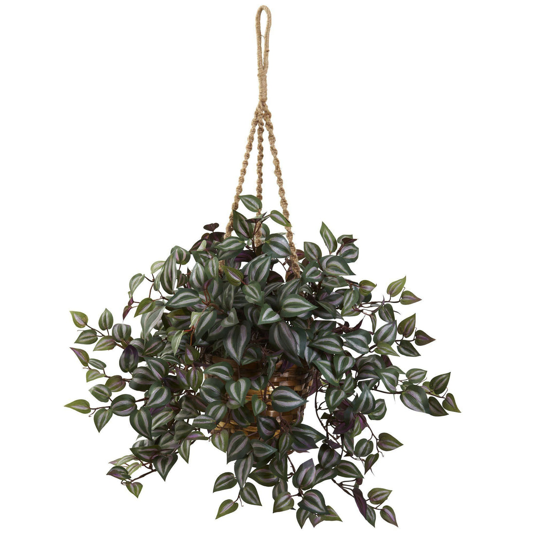 wandering jew plant hanging basket Wandering Jew Hanging Basket
